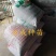 凤凰木种子金凤树种子红花楹种子火树