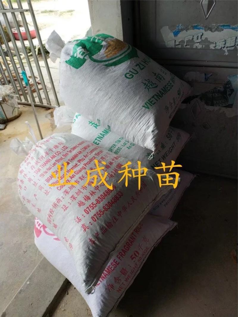 凤凰木种子金凤树种子红花楹种子火树