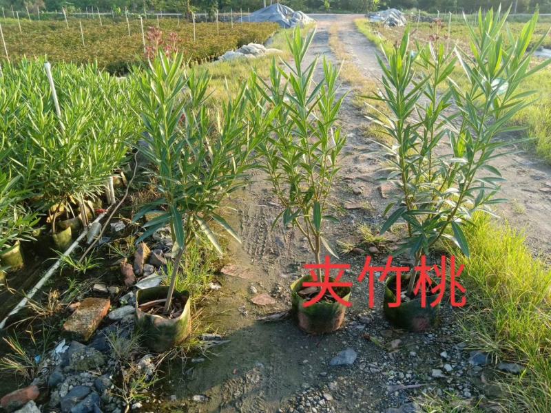 彩霞变叶木50/100都有要的联系量大优惠