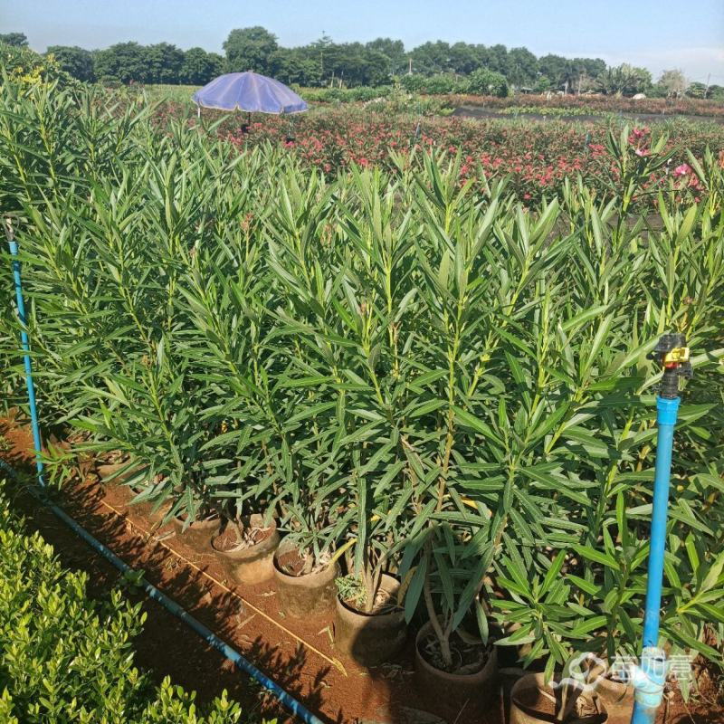 彩霞变叶木50/100都有要的联系量大优惠