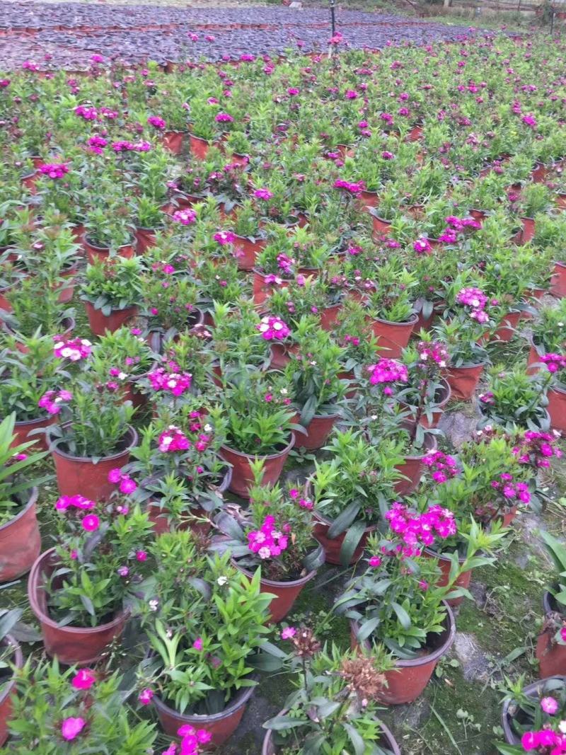 大花石竹基地批发规格齐全数量多量大从优