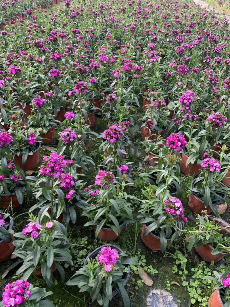 大花石竹基地批发规格齐全数量多量大从优