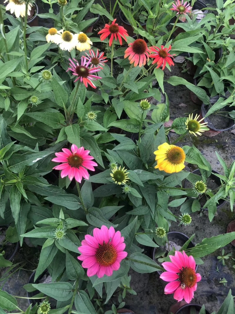 松果菊双色杯40-50公分杯苗，橘色，玫红，黄色，白色
