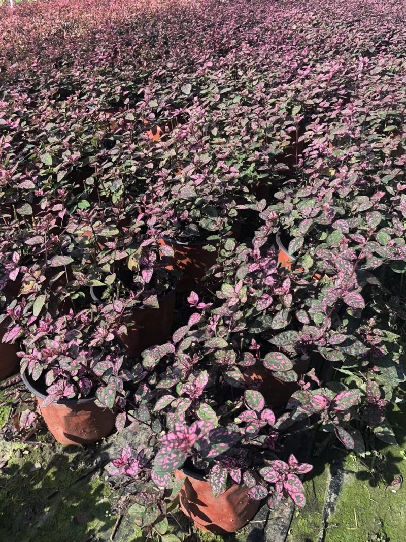 嫣红蔓杯苗红粉双色20-25公分，红色，紫色可选