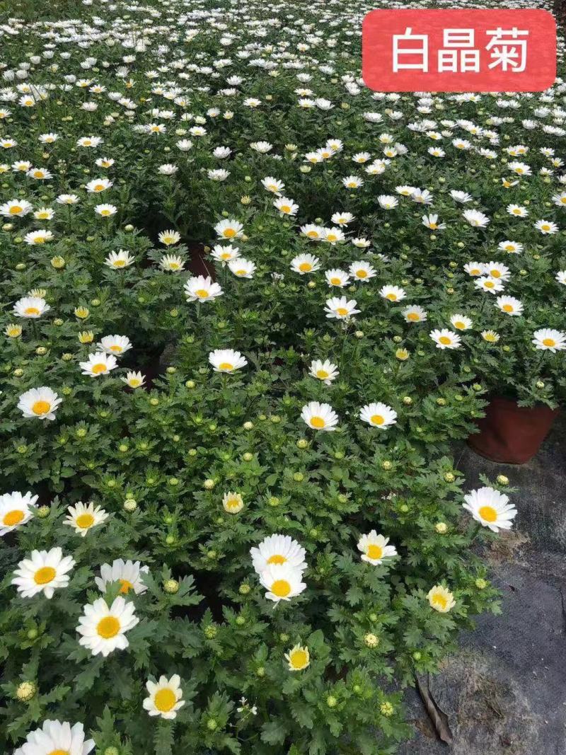 白晶菊出售苗圃出售开花的白晶菊好货白晶菊