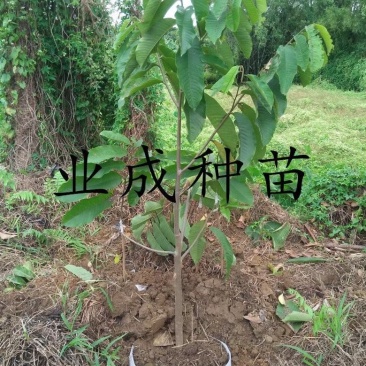 黄龙释迦苗番荔枝苗霹雳黄龙释迦（巨果释迦）