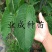 黄龙释迦苗番荔枝苗霹雳黄龙释迦（巨果释迦）