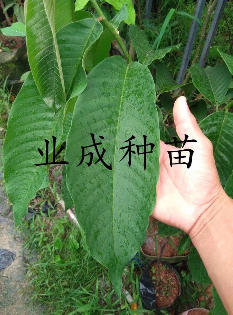 黄龙释迦苗番荔枝苗霹雳黄龙释迦（巨果释迦）