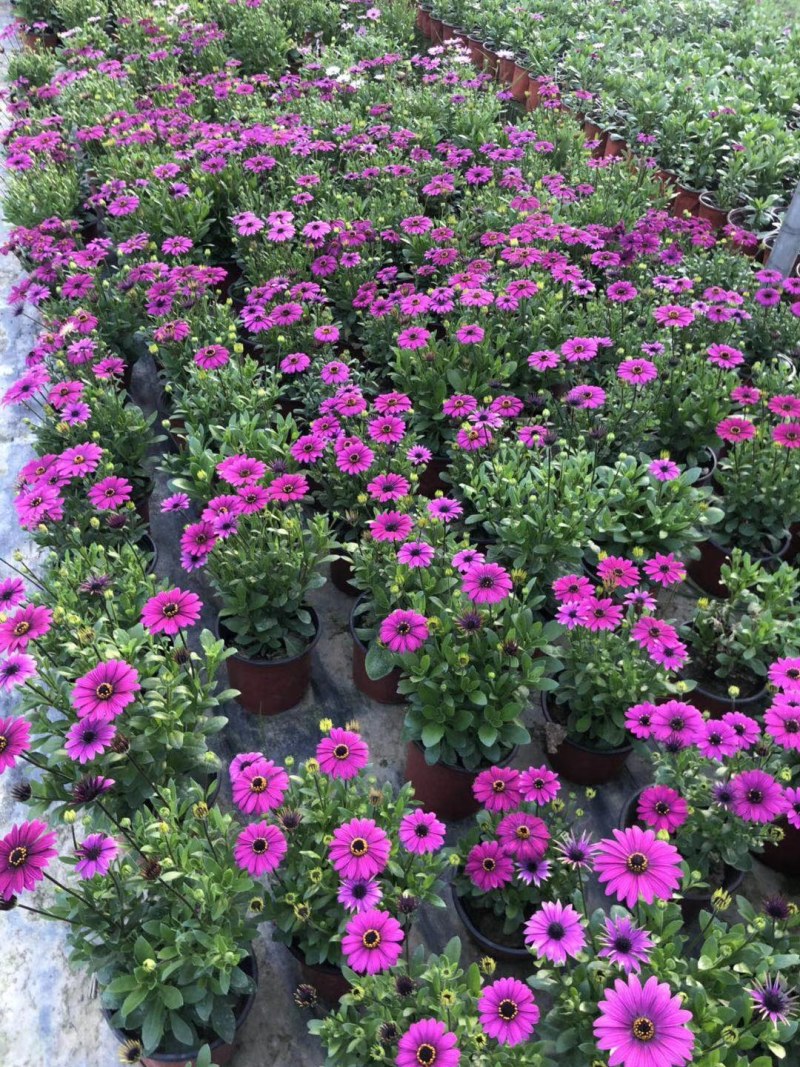 南非万寿菊杯苗20-30公分，黄色，紫色，白色可选