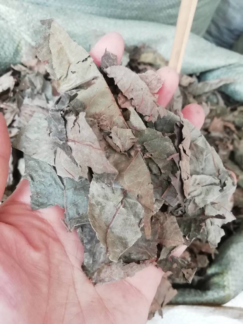 新摘老叶子百年古树金钱野生青钱柳原叶