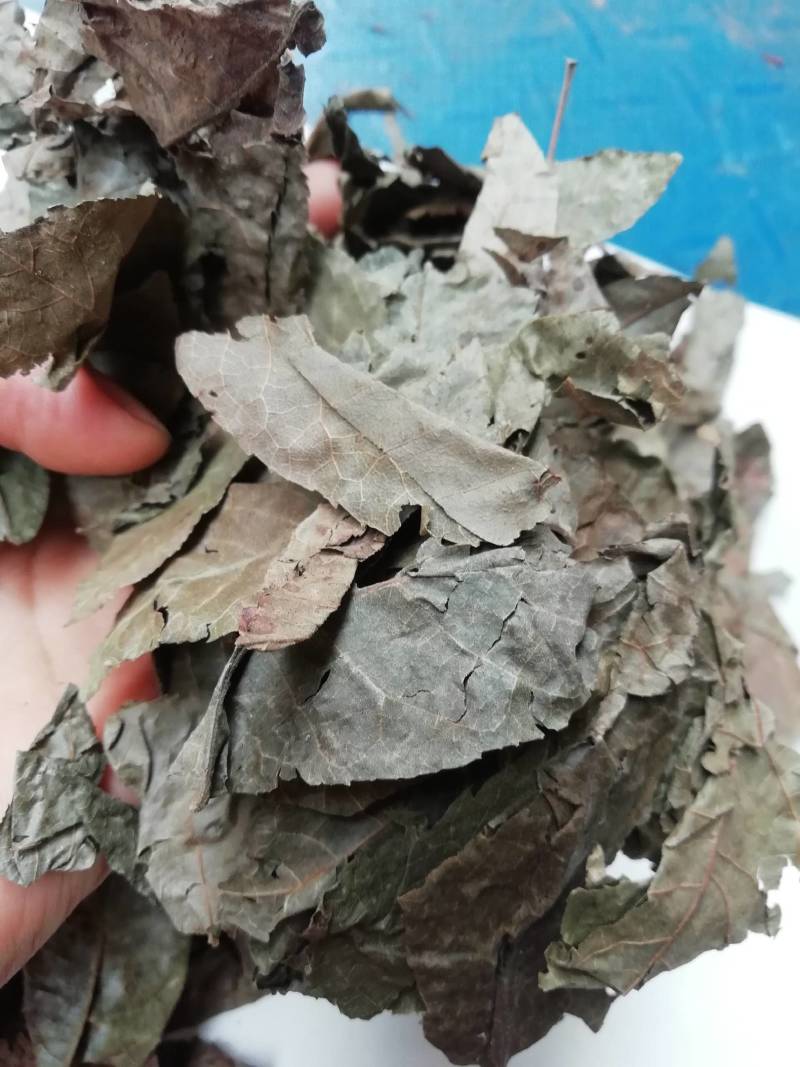 新摘老叶子百年古树金钱野生青钱柳原叶