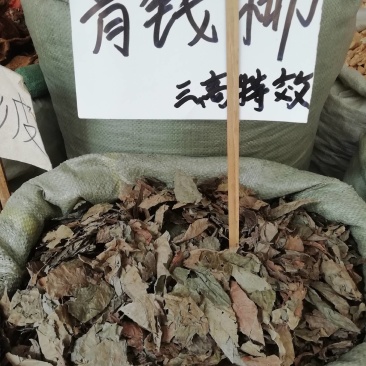 新摘老叶子百年古树金钱野生青钱柳原叶