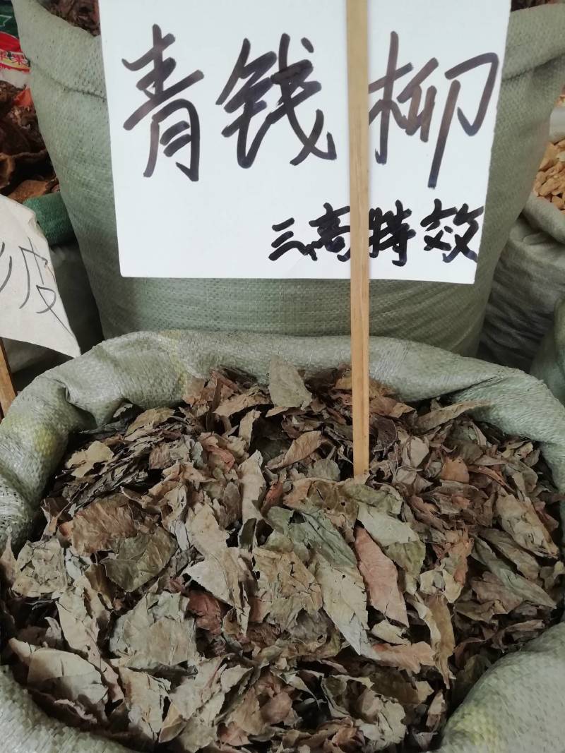 新摘老叶子百年古树金钱野生青钱柳原叶