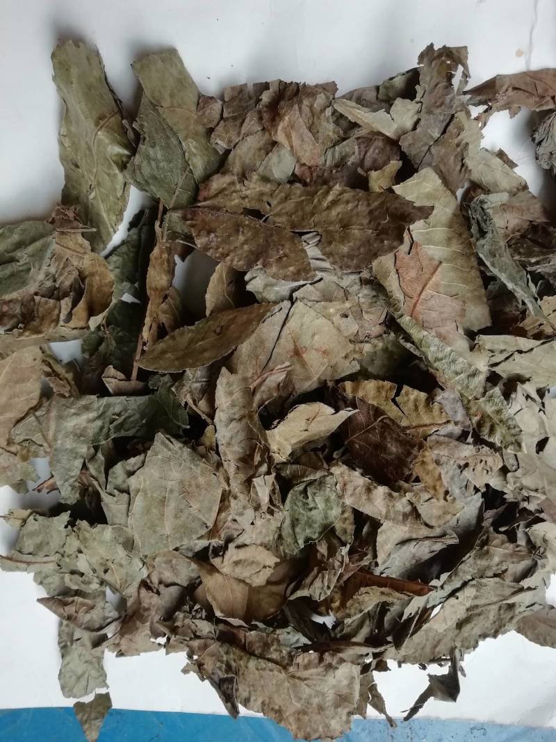 新摘老叶子百年古树金钱野生青钱柳原叶