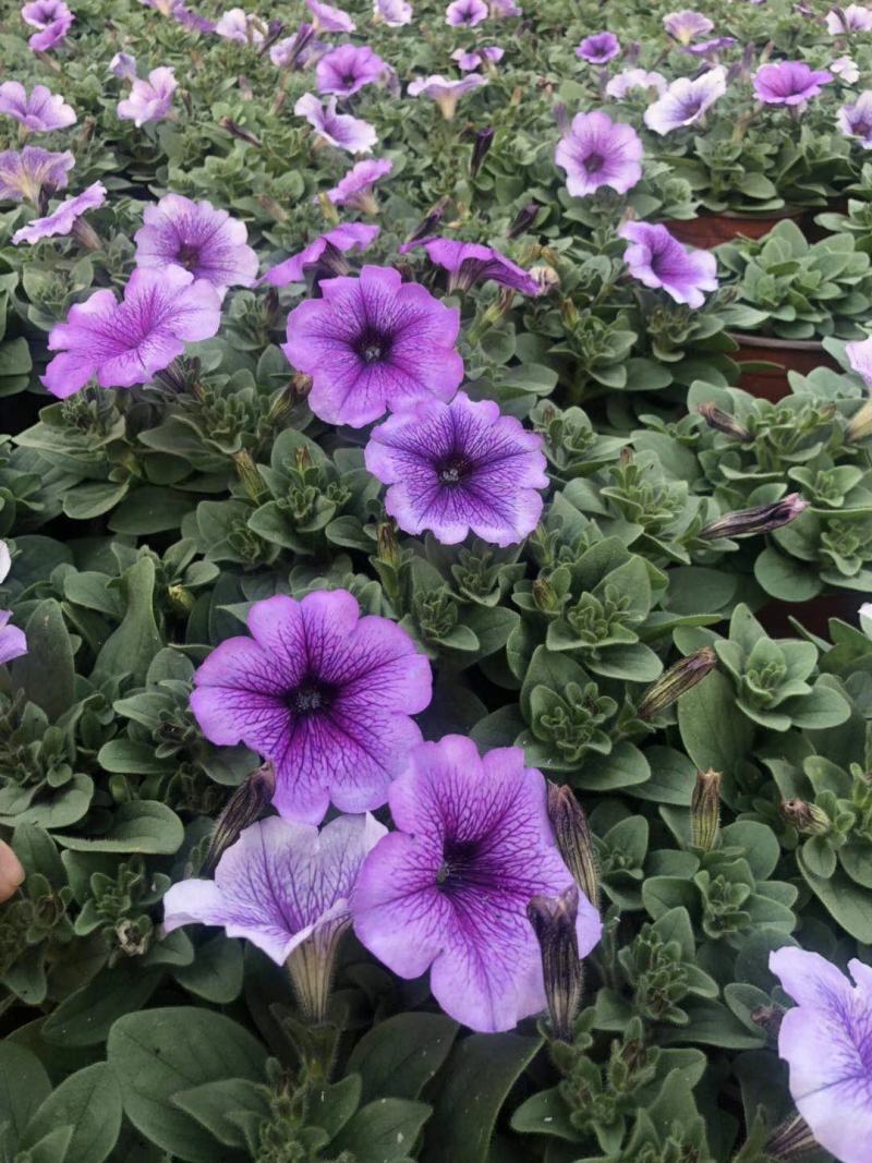 自家苗圃供应牵牛花基地直销一手货源视频看货