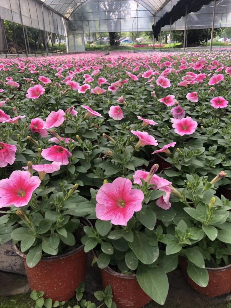 自家苗圃供应牵牛花基地直销一手货源视频看货