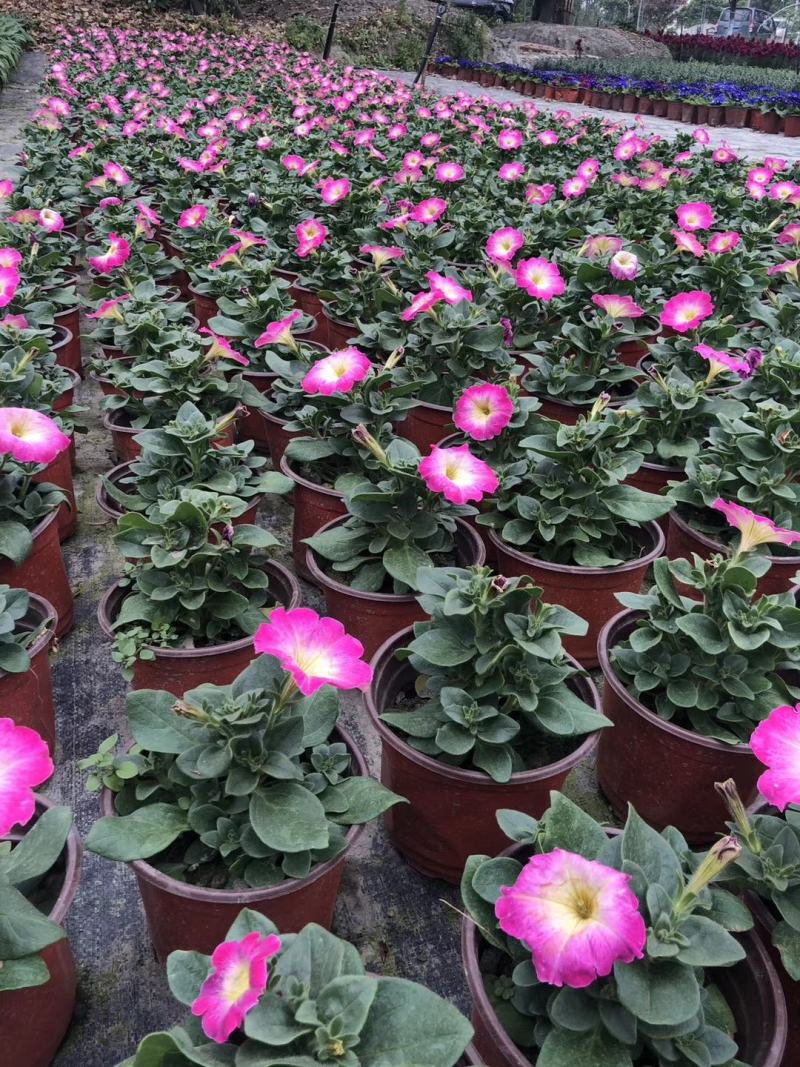 自家苗圃供应牵牛花基地直销一手货源视频看货
