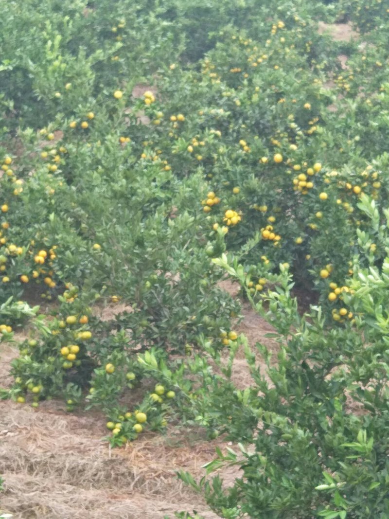 特早蜜橘皮毛光亮肉质细腻！看园踩货！包装质量优秀