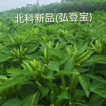 辣椒辣椒，，，，，，