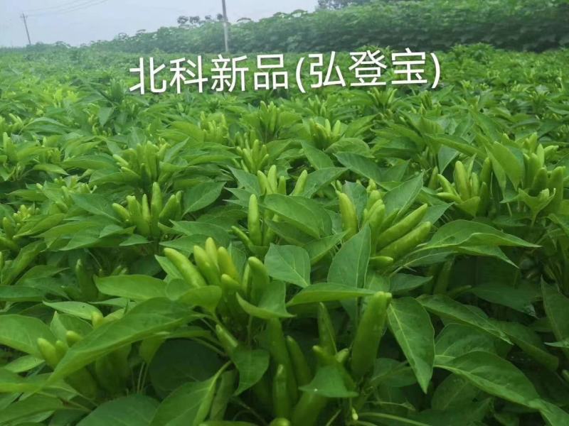 辣椒辣椒，，，，，，