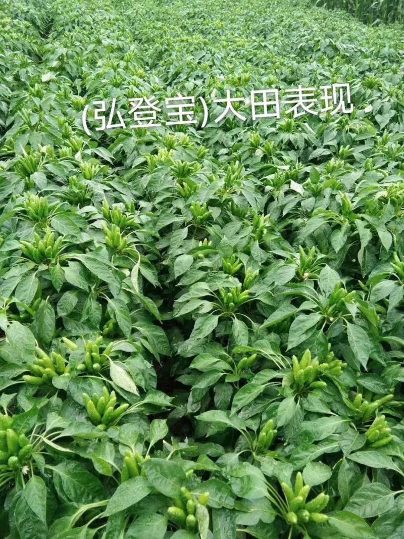 辣椒辣椒，，，，，，