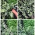 自家苗圃供应凤尾厥杯苗基地直销一手货源视频看货