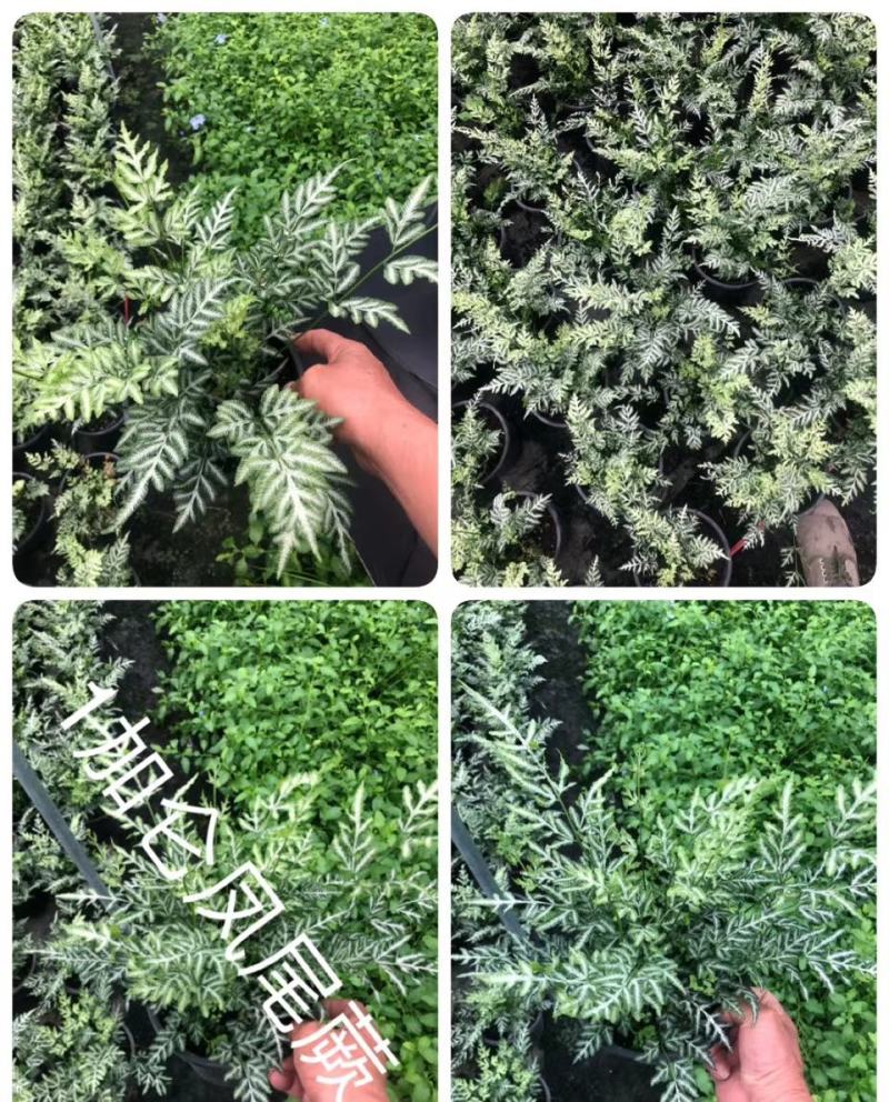 自家苗圃供应凤尾厥杯苗基地直销一手货源视频看货