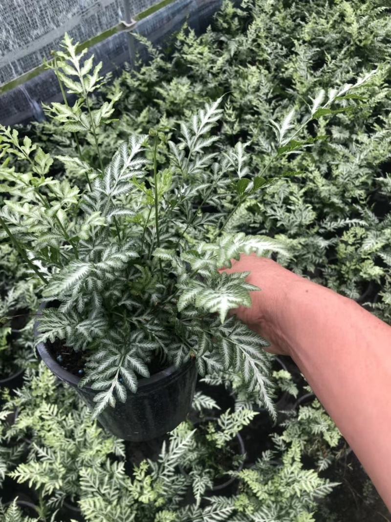自家苗圃供应凤尾厥杯苗基地直销一手货源视频看货