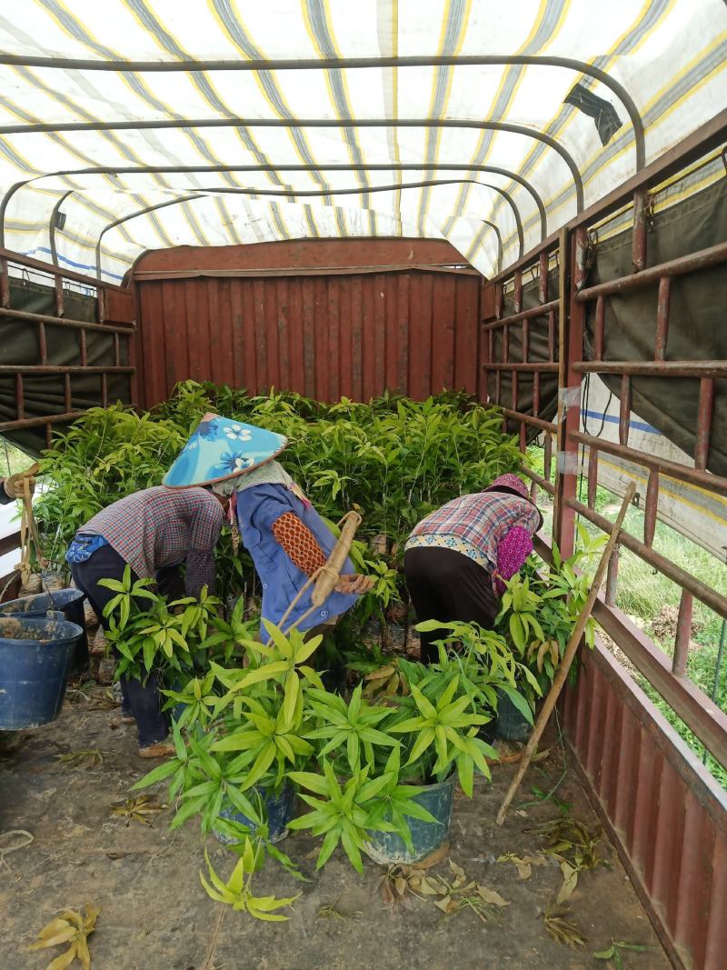 长期供应优质芒果苗台农一号