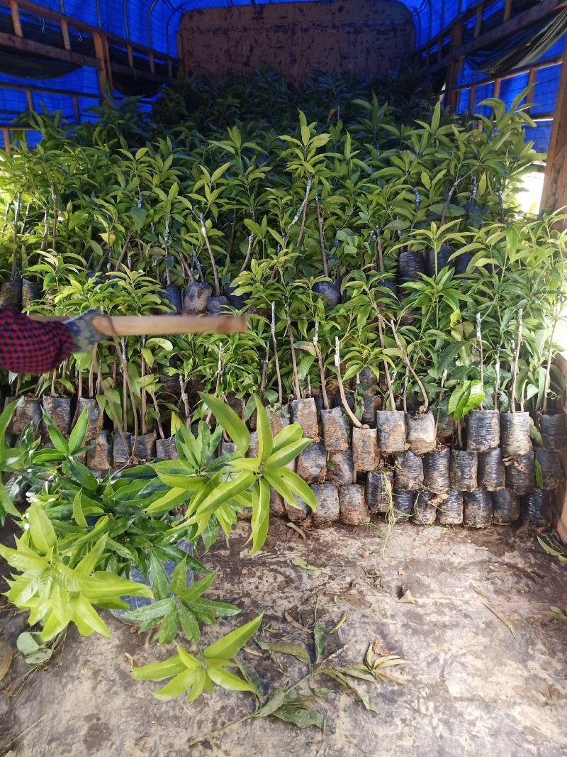 长期供应优质芒果苗台农一号