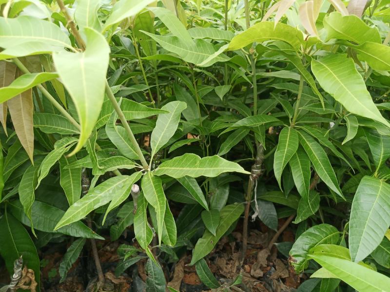 长期供应优质芒果苗台农一号