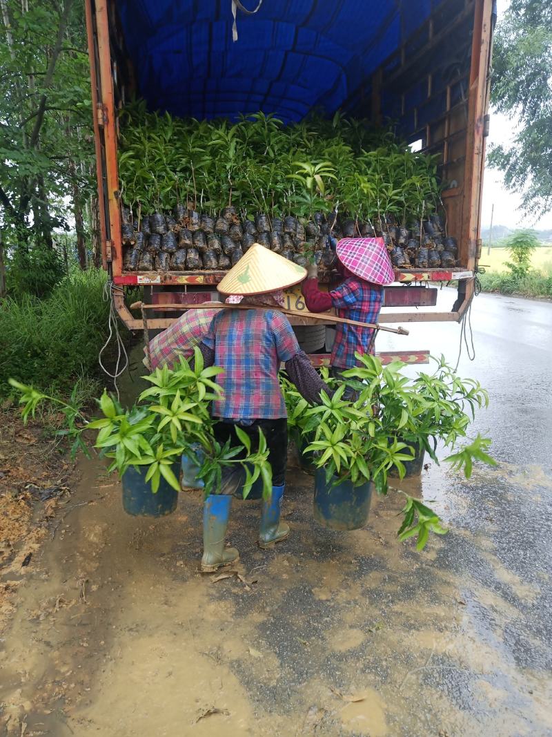 长期供应优质芒果苗台农一号