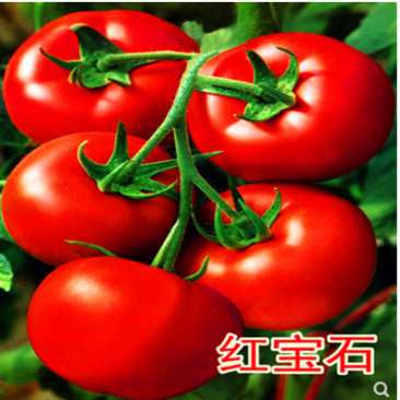 红宝石番茄种子石头果西红柿种子大红番茄种子