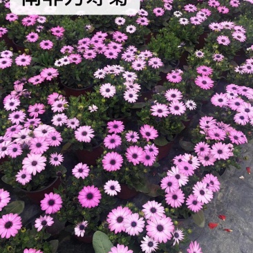 自家苗圃供应南非万寿菊基地直销一手货源视频看货