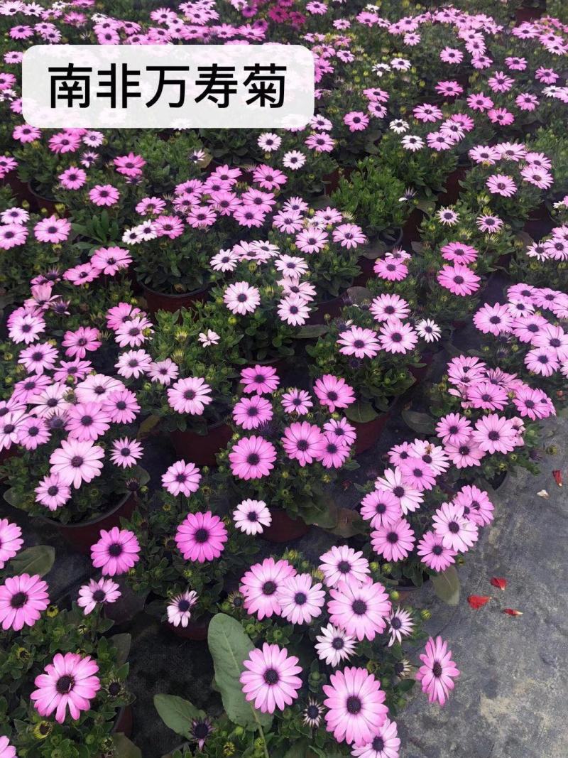 自家苗圃供应南非万寿菊基地直销一手货源视频看货