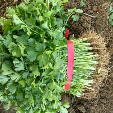 河南省虞城县大叶香菜基地