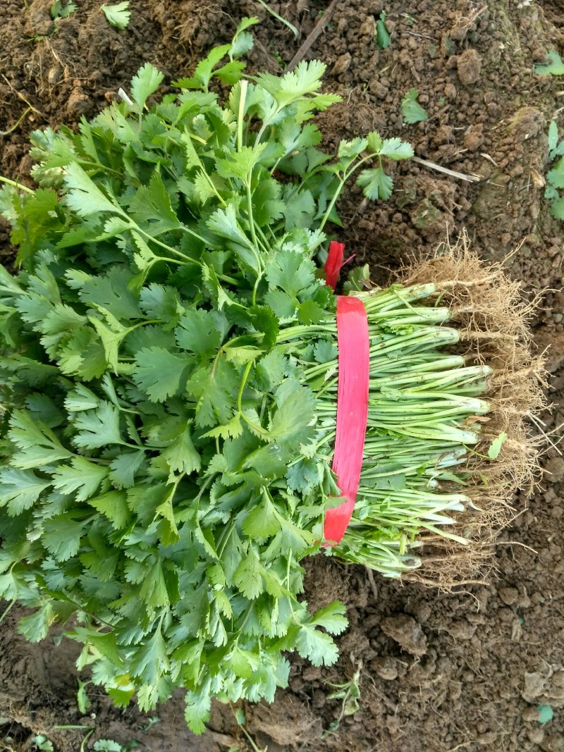 河南省虞城县大叶香菜基地