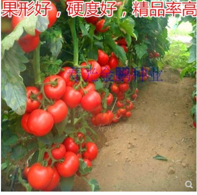 番茄种籽凯盾西红柿种子粉红耐寒大果