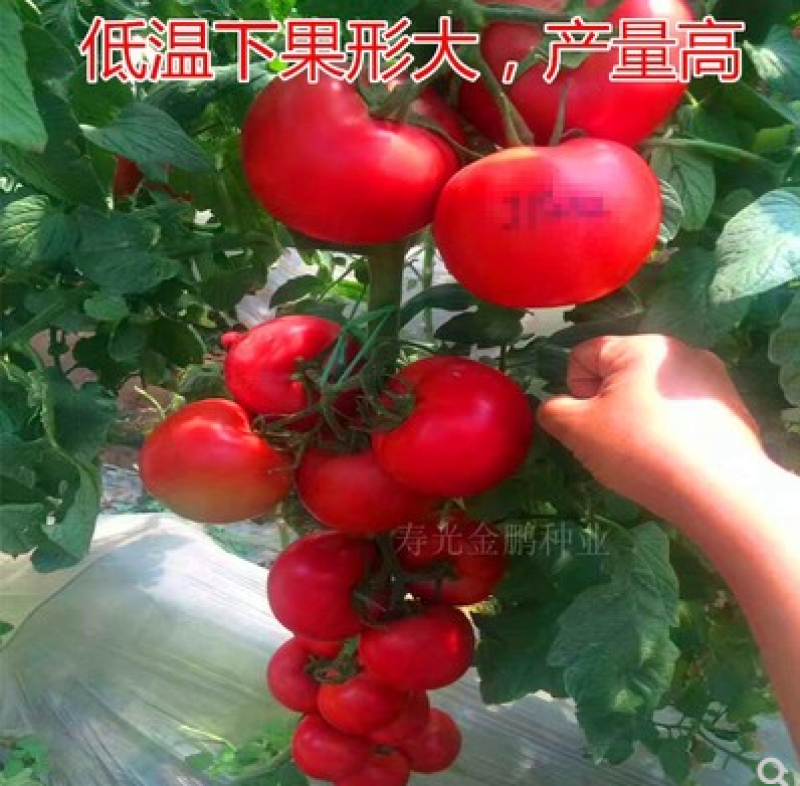 番茄种籽凯盾西红柿种子粉红耐寒大果