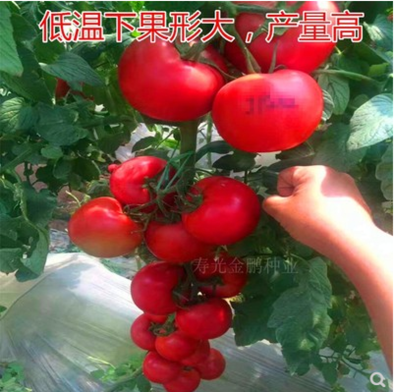 番茄种籽凯盾西红柿种子粉红耐寒大果