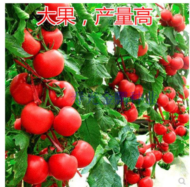 番茄种籽凯盾西红柿种子粉红耐寒大果