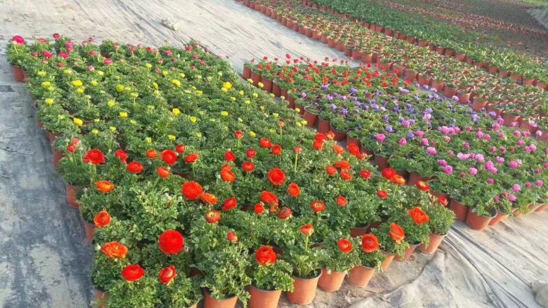 自家苗圃供应花毛茛杯苗基地直销一手货源视频看货