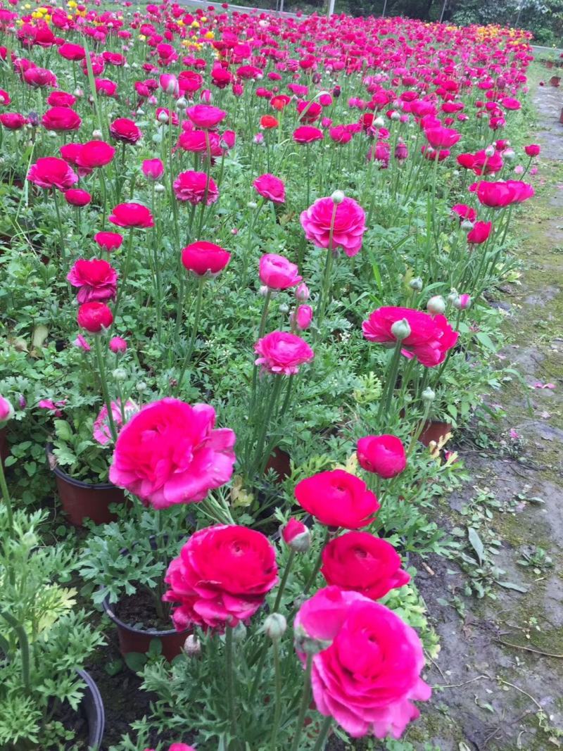 自家苗圃供应花毛茛杯苗基地直销一手货源视频看货