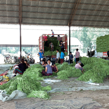 河北保定豆角大量质量好