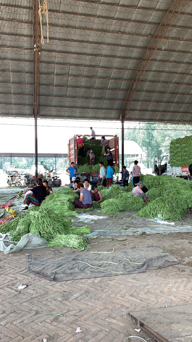 河北保定豆角大量质量好