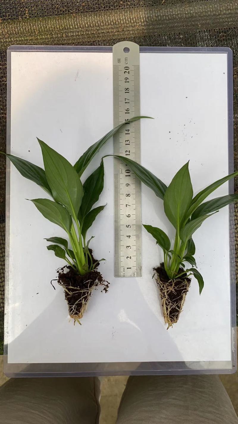 白掌一帆风顺基地直供仿玻璃杯水培白掌一箱15盆装