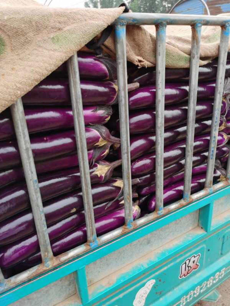 精品紫棒长茄子广茄大量有货，基地直采，货源充足