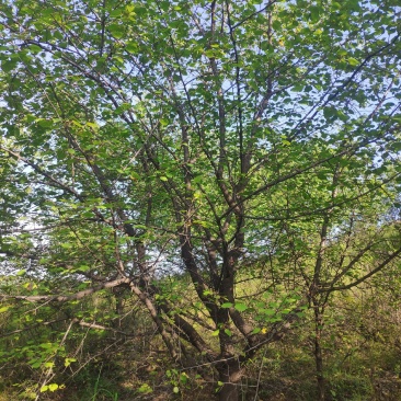 山杏，杏树，8到18公分山杏树，山杏树，山杏树价格，山杏
