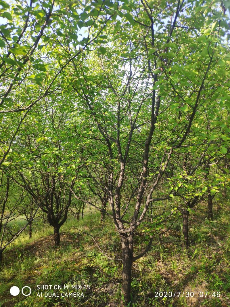山杏，杏树，8到18公分山杏树，山杏树，山杏树价格，山杏