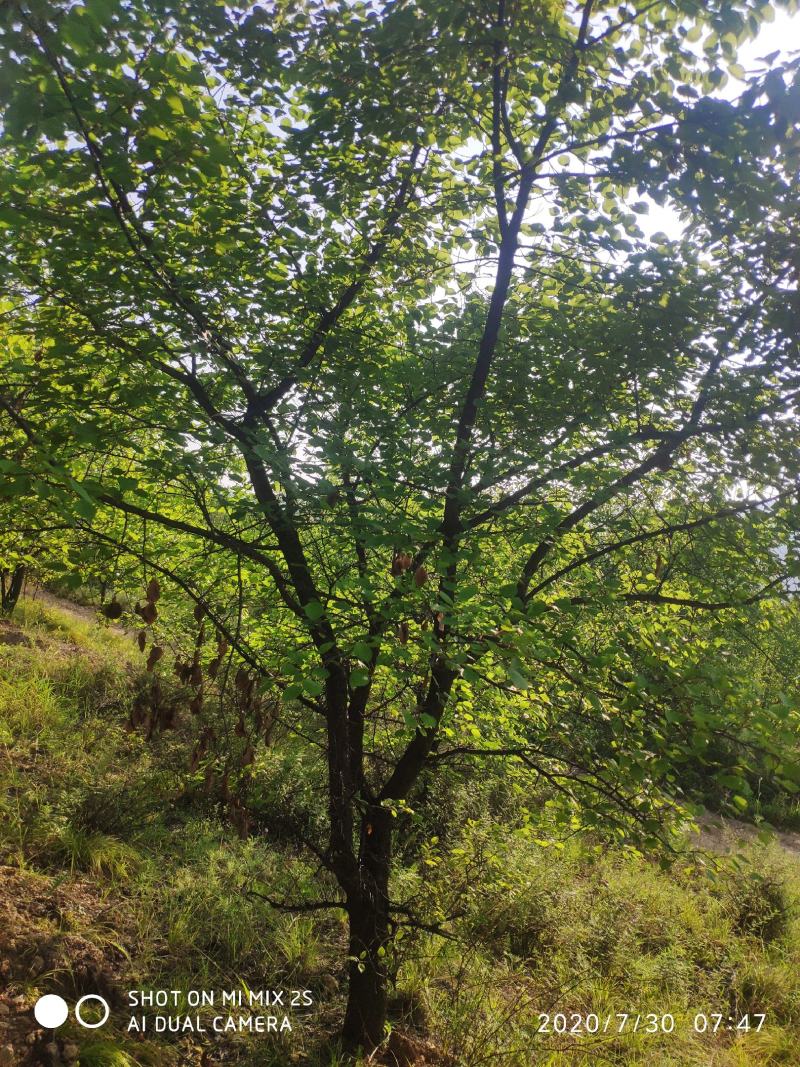 山杏，杏树，8到18公分山杏树，山杏树，山杏树价格，山杏